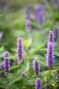 Mexican giant hyssop Agastache mexicana, lavender-blue flowering plants Royalty Free Stock Photo